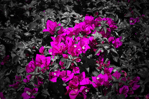 selective color photography-4