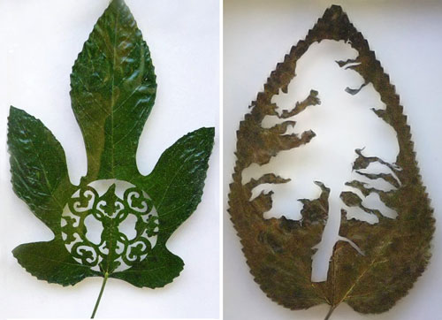 Leaf Arts 9